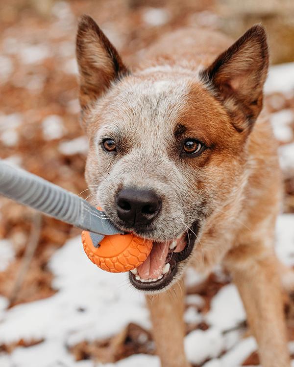 Bungee Ball Tug