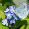 Wildflower Growing Kits