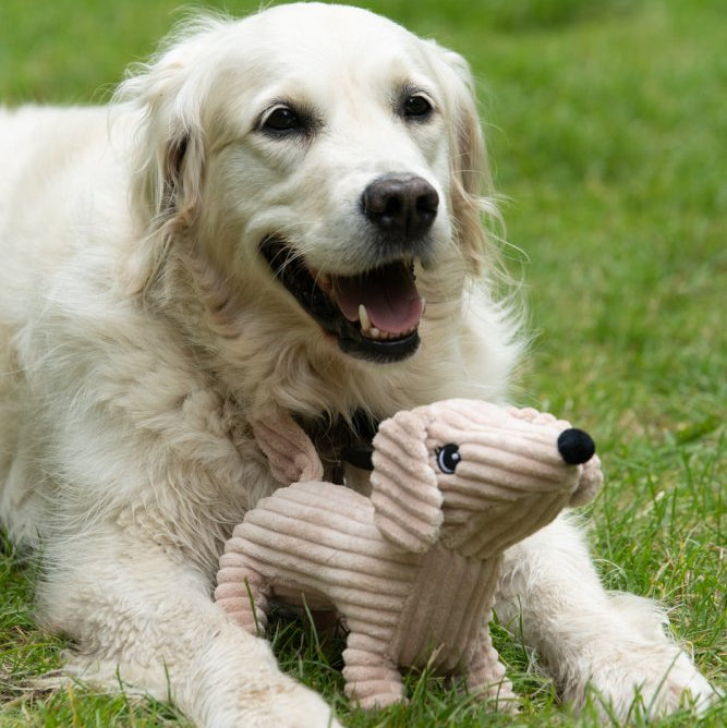 Dougie Delhi dog Toy