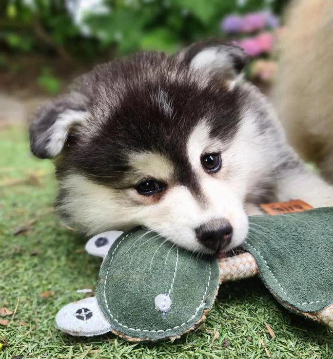 Freddie Frog Eco Leather Dog Toy