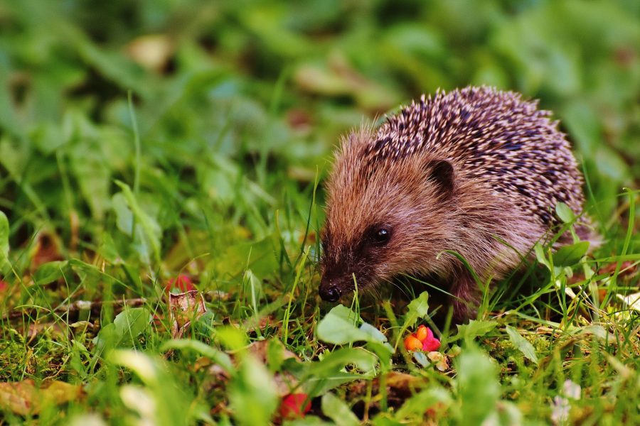 Hedgehog Mix Seedball Tin