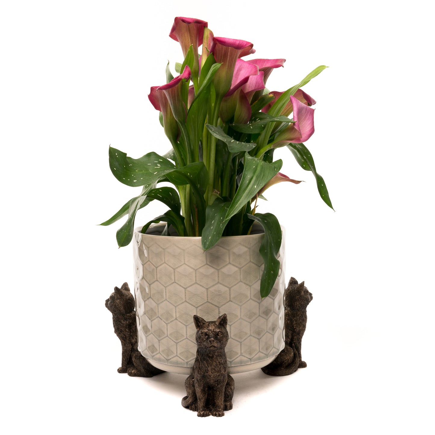 Potty Feet Cat