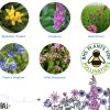 Bee Mix Seedball Tin