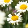 Wildflower Growing Kits