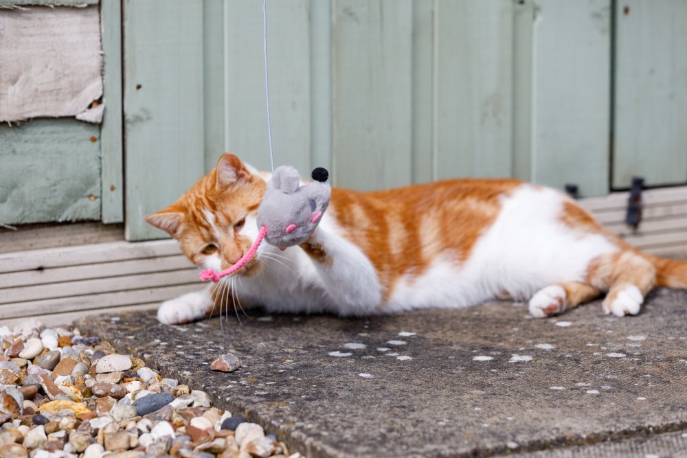 Angry Mouse Cat Teaser