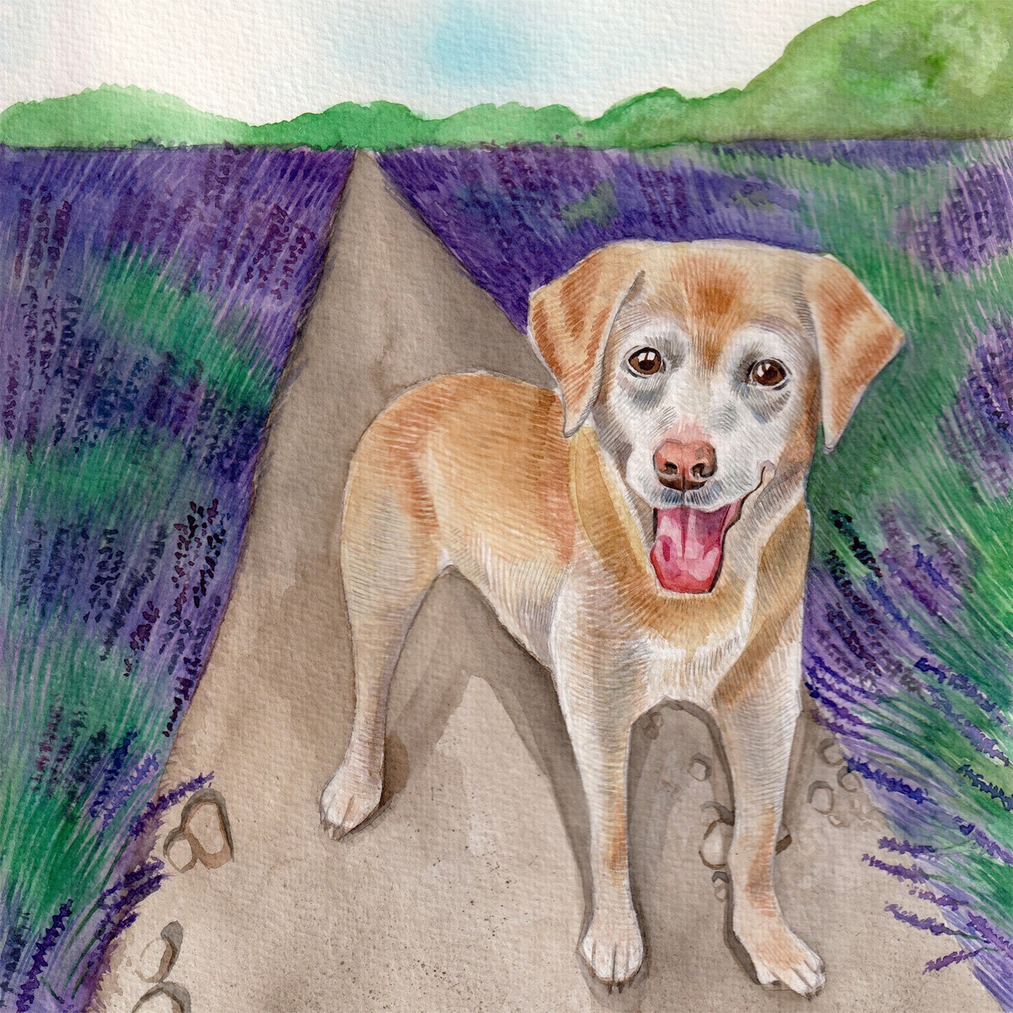 Everyday Cards dogs
