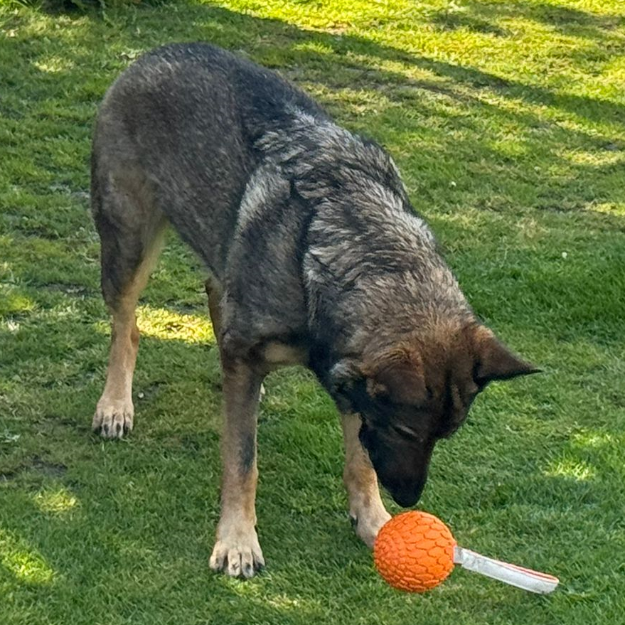 Jumbo Ball Toss