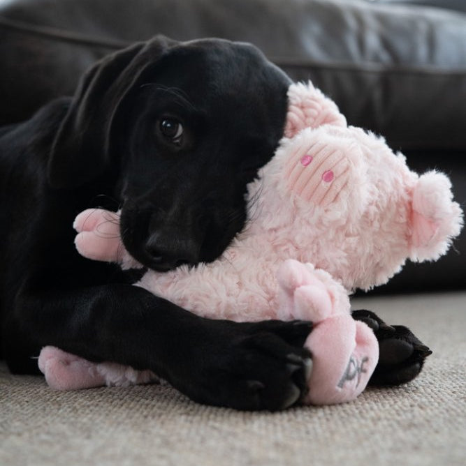Peony Pig Dog Tog