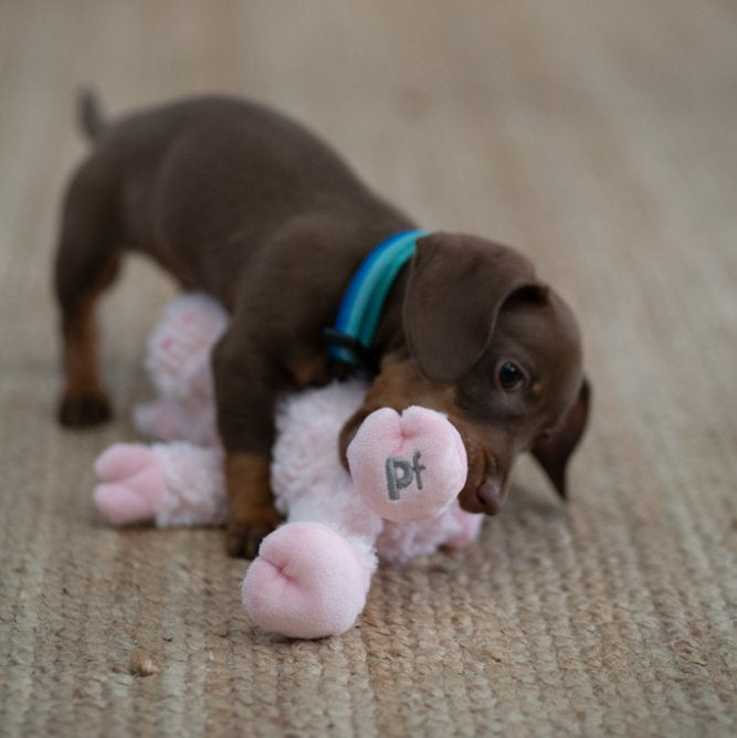 Peony Pig Dog Tog
